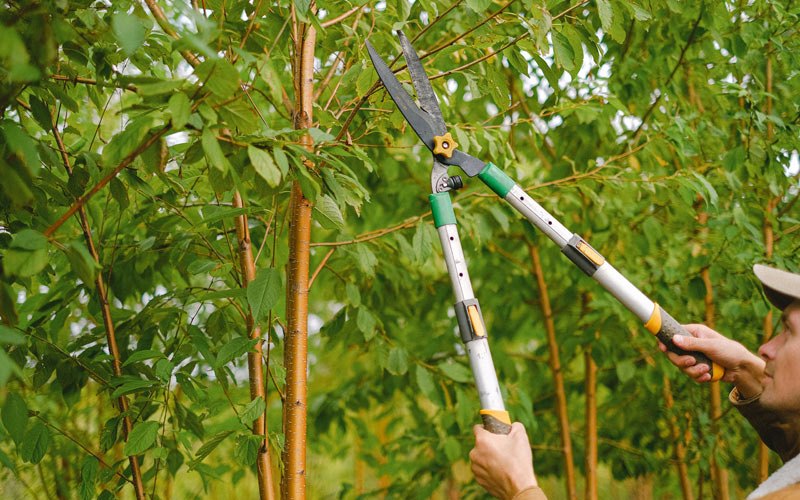 Tree trimming in Roaring Spring, PA
